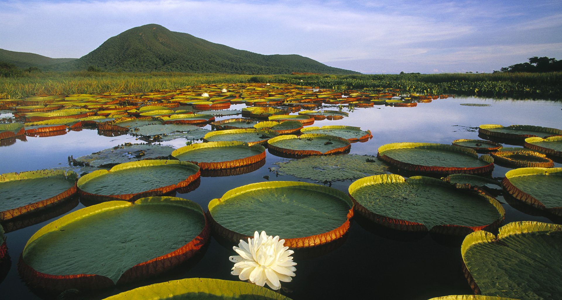 natureza-bg-BHGrlsgY